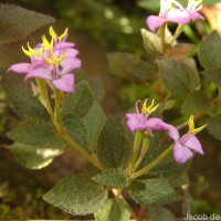 Sonerila crassicaulis Lundin